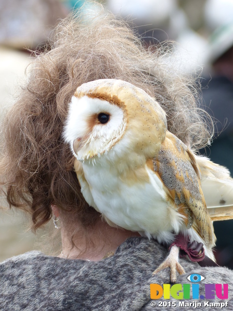 FZ013006 Woman with Barn Owl (Tyto alba) on her shoulder